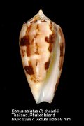 Conus striatus (f) chusaki